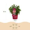 c603ffc0ec554ffab4108c154b0d9e00cc5c817735944f11b855f85911910c7f.jpg Hydrangea panniculata Groundbreaker Ruby - Hortensie - Winterhart - Rot - 4 Pflanzen