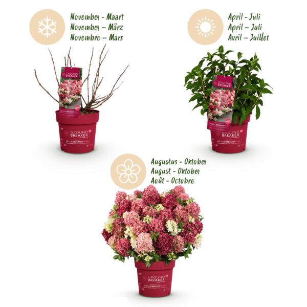 da99abc9e55c4cde928e02ba87a4fd42f79a9582ccbb4a1da91422348b1de7ff.jpg Hydrangea panniculata Groundbreaker Ruby - Hortensie - Winterhart - Rot - 4 Pflanzen