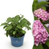 30883471960b4ab3a6c9e35d0b19378e508d2a0248df496b9ff742b6acfabec5.jpg Hydrangea Endles Summer The Original Pink - Hortensie - Winterhart - Rosa