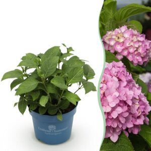 30883471960b4ab3a6c9e35d0b19378e508d2a0248df496b9ff742b6acfabec5.jpg Hydrangea Endles Summer The Original Pink - Hortensie - Winterhart - Rosa