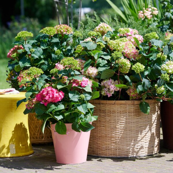 4f5b0cd8b79644d69f6d0419b567017562826a5a586d47558a90b56b4a9cca09.jpg Hydrangea Endles Summer The Original Pink - Hortensie - Winterhart - Rosa