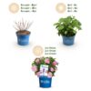 c7917069a7cd46649abc9ef26e4d2cbbdbbd204d609a4e4eb85bac5cd1866bab.jpg Hydrangea Endles Summer The Original Pink - Hortensie - Winterhart - Rosa