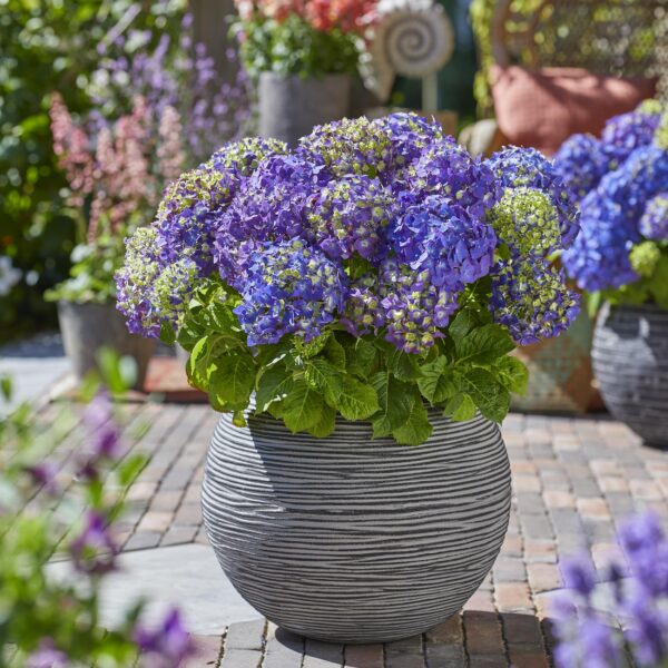 875d50935e30443a8cd4cf18dbecf76d505535bc594643cd8d8ed91f5c8a900d.jpg Hydrangea Endles Summer Love Lila - Hortensie - Winterhart - Lila