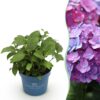 aee8ae50e6124eae9f8a99a5c896113a2becc8fcaffb4483a3f8dc84ed36f753.jpg Hydrangea Endles Summer Love Lila - Hortensie - Winterhart - Lila
