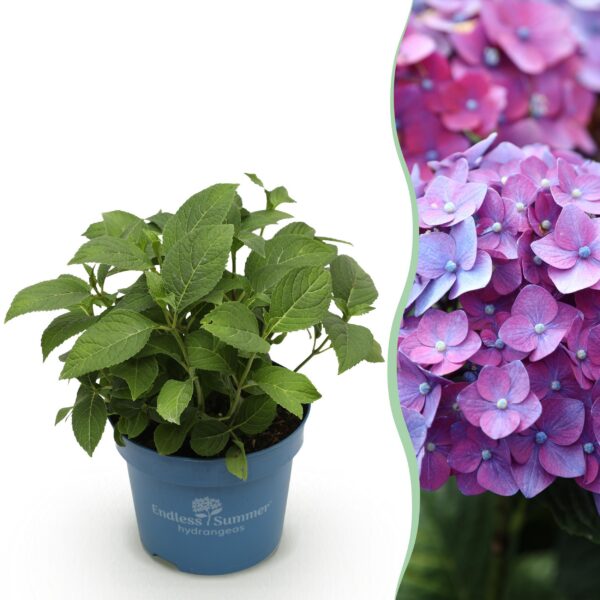 aee8ae50e6124eae9f8a99a5c896113a2becc8fcaffb4483a3f8dc84ed36f753.jpg Hydrangea Endles Summer Love Lila - Hortensie - Winterhart - Lila