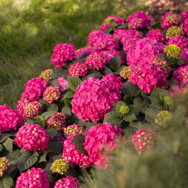 7c341a33065449938b50921e9e51cee6adf31aa755c3425d81d031aaafcb67f3.jpg Hydrangea Endles Summer Love Rot - Hortensie - Winterhart - Rot