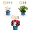 98c1d0571e314da799c8f2a531e8bf8c3d75164b05864edb96b1fef353ede3d8.jpg Hydrangea Endles Summer Love Rot - Hortensie - Winterhart - Rot