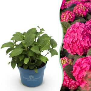ab61b6d2203b481480f766cc73235c52ee07fc4aaeeb4b84a3eea5414d49411a.jpg Hydrangea Endles Summer Love Rot - Hortensie - Winterhart - Rot
