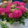 dee7a76cbbc443de99bc0e99109690f82515566973f74ca09e013fcbd39a40fe.jpg Hydrangea Endles Summer Love Rot - Hortensie - Winterhart - Rot