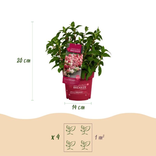 298f43043f914487adecaa36a71767153ef39dc27cc5437f8fe1f17f51f86d9e.jpg Hydrangea panniculata Groundbreaker Ruby - Hortensie - Winterhart - Rot