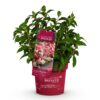 9f23db16713941469c67851988662fda21a7b1a391764de98eb09ca07bf3ac75.jpg Hydrangea panniculata Groundbreaker Ruby - Hortensie - Winterhart - Rot