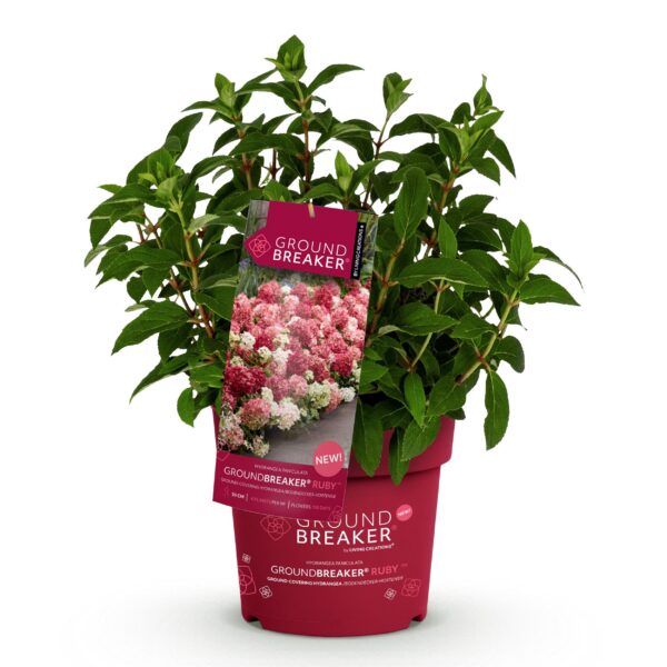 9f23db16713941469c67851988662fda21a7b1a391764de98eb09ca07bf3ac75.jpg Hydrangea panniculata Groundbreaker Ruby - Hortensie - Winterhart - Rot