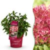 c987fca27fd24550a9e034b3e45a9226986f84c85e8b443686cf27c43192b6d2.jpg Hydrangea panniculata Groundbreaker Ruby - Hortensie - Winterhart - Rot