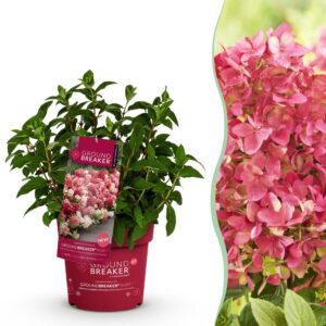 c987fca27fd24550a9e034b3e45a9226986f84c85e8b443686cf27c43192b6d2.jpg Hydrangea panniculata Groundbreaker Ruby - Hortensie - Winterhart - Rot