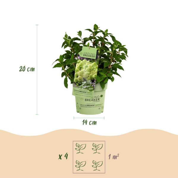 3009c98f110a46d9a068891343d70c63dc22179145874d6dac480fa0ca3e8184.jpg Hydrangea panniculata Groundbreaker Greeny - Pflaumenhortensie - Winterhart - Creme