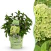 8b609da8a3a34e9faf2c369bc17315b2a0e60b1beba74d71be96ef435cb5ac34.jpg Hydrangea panniculata Groundbreaker Greeny - Pflaumenhortensie - Winterhart - Creme