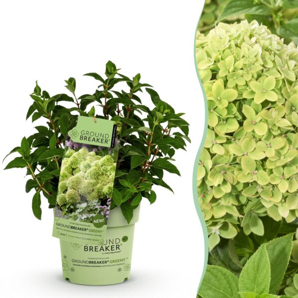 8b609da8a3a34e9faf2c369bc17315b2a0e60b1beba74d71be96ef435cb5ac34.jpg Hydrangea panniculata Groundbreaker Greeny - Pflaumenhortensie - Winterhart - Creme