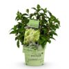 dc730540fe23499cbdb7d830f2e72d35961c7fa5210e48ca89eb332d7dc99f6d.jpg Hydrangea panniculata Groundbreaker Greeny - Pflaumenhortensie - Winterhart - Creme