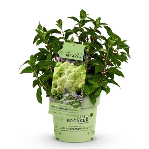 dc730540fe23499cbdb7d830f2e72d35961c7fa5210e48ca89eb332d7dc99f6d.jpg Hydrangea panniculata Groundbreaker Greeny - Pflaumenhortensie - Winterhart - Creme