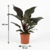 Philodendron - Philodendron Imperial Red - Rot - Pflegeleicht