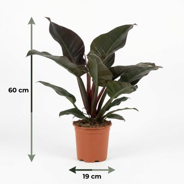 Philodendron - Philodendron Imperial Red - Rot - Pflegeleicht