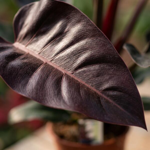 Philodendron - Philodendron Imperial Red - Rot - Pflegeleicht