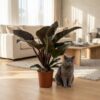 Philodendron - Philodendron Imperial Red - Rot - Pflegeleicht