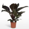 Philodendron - Philodendron Imperial Red - Rot - Pflegeleicht