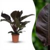 Philodendron - Philodendron Imperial Red - Rot - Pflegeleicht