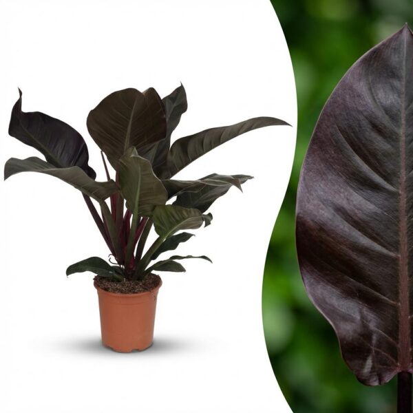Philodendron - Philodendron Imperial Red - Rot - Pflegeleicht