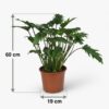 Philodendron - Philodendron Xanadu - Grün - Pflegeleicht