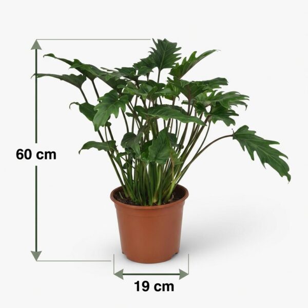 Philodendron - Philodendron Xanadu - Grün - Pflegeleicht