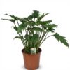 Philodendron - Philodendron Xanadu - Grün - Pflegeleicht
