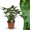 Philodendron - Philodendron Xanadu - Grün - Pflegeleicht