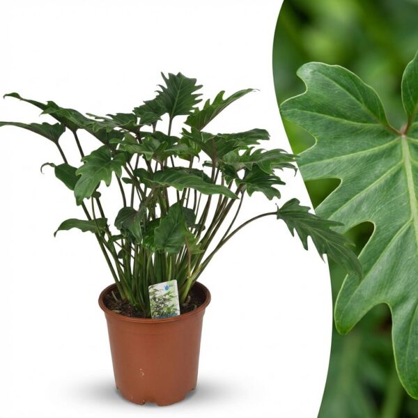 Philodendron - Philodendron Xanadu - Grün - Pflegeleicht