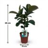 Gummipflanze - Ficus Elastica Cloe - Grün - Pflegeleicht