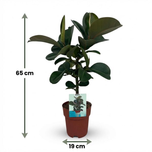 Gummipflanze - Ficus Elastica Cloe - Grün - Pflegeleicht