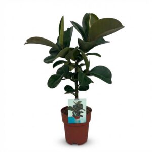 8063c1ffd90846a4b6bc0e37727ff182cbd6d4b0f7af494a8913fa556974d7c5.jpg Gummipflanze - Ficus Elastica Cloe - Grün - Pflegeleicht