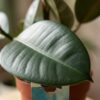 Gummipflanze - Ficus Elastica Cloe - Grün - Pflegeleicht