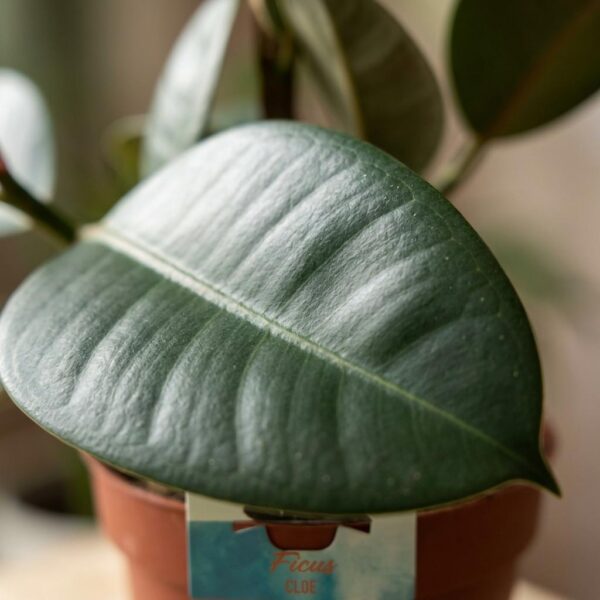 Gummipflanze - Ficus Elastica Cloe - Grün - Pflegeleicht