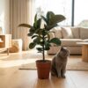 Gummipflanze - Ficus Elastica Cloe - Grün - Pflegeleicht