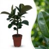 Gummipflanze - Ficus Elastica Cloe - Grün - Pflegeleicht