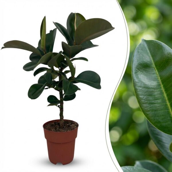 Gummipflanze - Ficus Elastica Cloe - Grün - Pflegeleicht