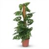 03cbf134da534d5a809d404260d7aa9f7ba65b424154452f867fa667029cb2d7.jpg Monkey Mask - Monstera Andansonii Moss vine - Grün - Pflegeleicht
