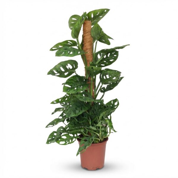 03cbf134da534d5a809d404260d7aa9f7ba65b424154452f867fa667029cb2d7.jpg Monkey Mask - Monstera Andansonii Moss vine - Grün - Pflegeleicht