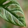 50c4fa25af694b45b683c395275a6e7fb4b55cab512f4499a9ac8819ba5b8c2f.jpg Monkey Mask - Monstera Andansonii Moss vine - Grün - Pflegeleicht