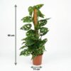 7a113dfa55554b9eaa95dc3c62e05b40c34113b8d7ea401b8ae7a80582325302.jpg Monkey Mask - Monstera Andansonii Moss vine - Grün - Pflegeleicht