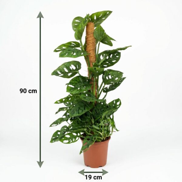 7a113dfa55554b9eaa95dc3c62e05b40c34113b8d7ea401b8ae7a80582325302.jpg Monkey Mask - Monstera Andansonii Moss vine - Grün - Pflegeleicht