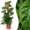 7d303e5a778d4636b0e5706ecadf50eaae79a93250c44691b6ab04862c655601.jpg Monkey Mask - Monstera Andansonii Moss vine - Grün - Pflegeleicht