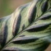 Pfauenpflanze - Calathea Makoyana - Grün - Pflegeleicht